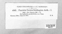 Puccinia caricis-solidaginis image